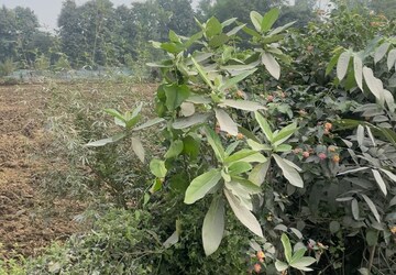 Plot Area in  Land at Sitapur Road – for Rent