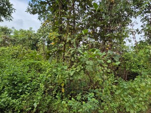  Plot – Exterior View View at Shahapur - for Sale