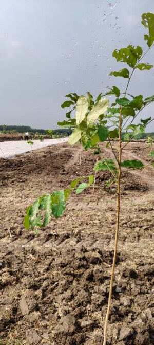 Plot Area in  Plot at Chengalpattu – for Sale