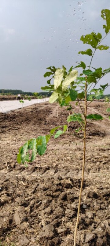 Plot Area in  Plot at Chengalpattu – for Sale