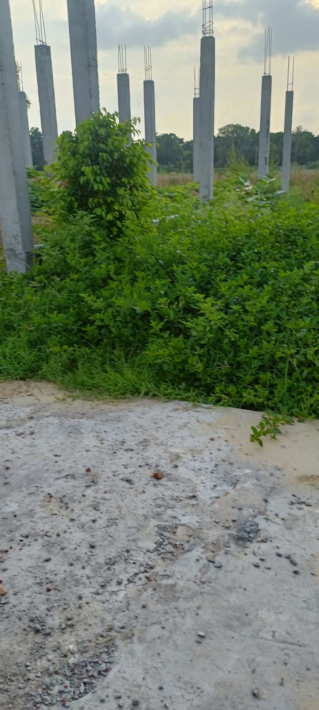 Plot For Sale in Rohta