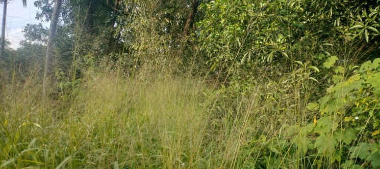 undefined, chembukkavu  11761 Sq.Ft. Plot In Chembukkavu Thrissur 9395635