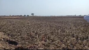  Plot For Sale in Bgta Nhava Sheva, Dronagiri