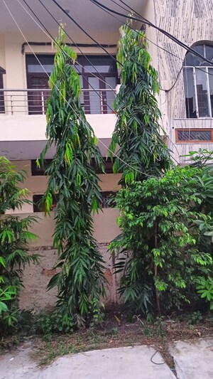 5 BHK Independent House – Garden View at Sector 29 - for Sale