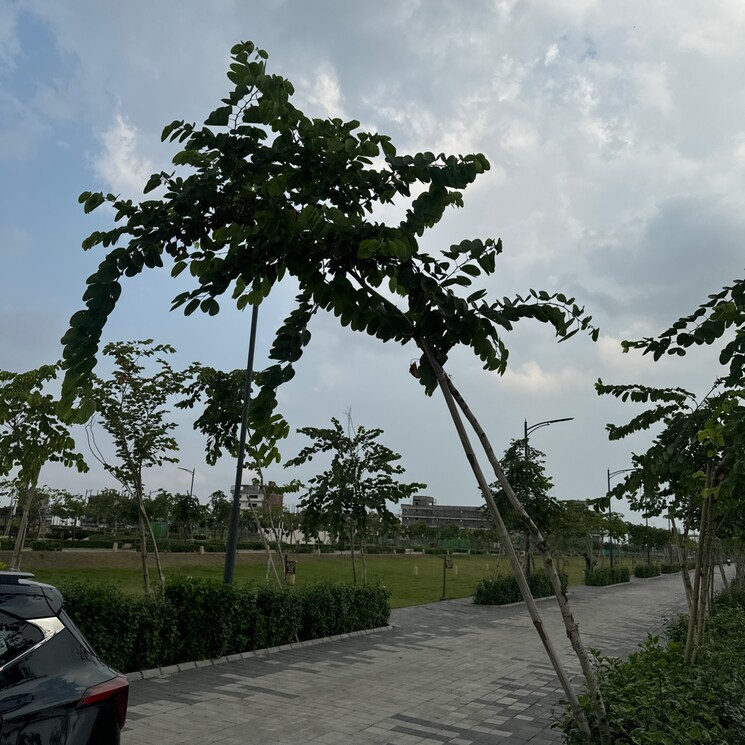 Garden, tdi city 3 Bedroom 140 Sq.Yd. Builder Floor In Tdi City Panipat 9408189