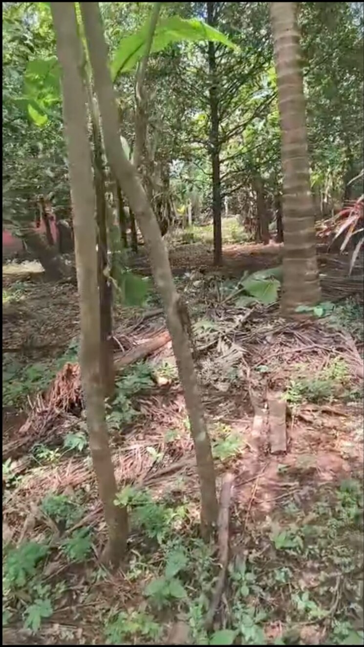 undefined, mannuthy  39204 Sq.Ft. Plot In Mannuthy Thrissur 9409477