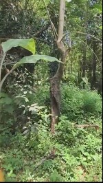 39204 Sq.Ft. Plot in Mannuthy