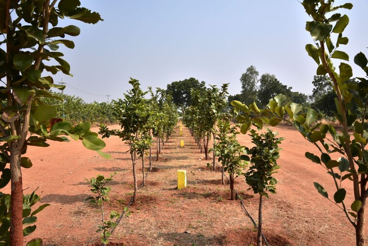 Garden, jsr-suncity-opal  149 Sq.Yd. Plot In Kolanpaka Alair 9411934