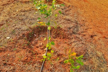 Plot Area in  Plot at JSR Suncity Opal, Kolanpaka – for Sale