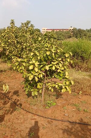 Plot Area in  Plot at Old Panvel – for Sale