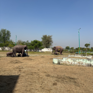 Plot Area in  Plot at Riyasat Town, Padampura – for Sale