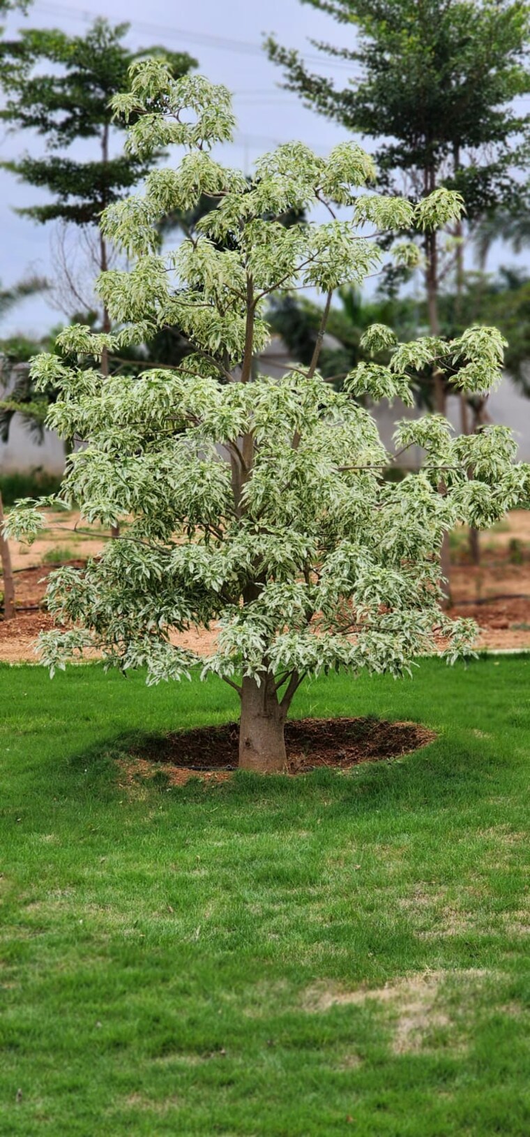 Garden, indresham  151 Sq.Yd. Plot In Indresham Hyderabad 9418758