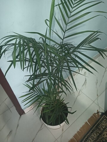  Studio Builder Floor at Sector 31 – for Rent