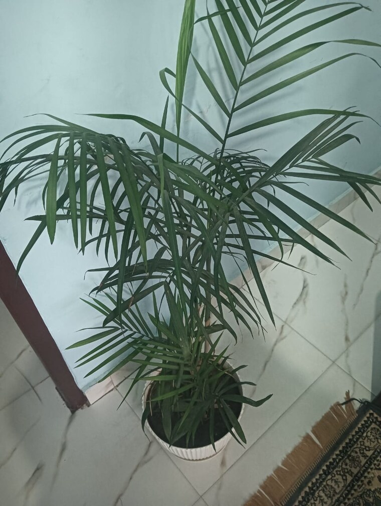 Other, sector 31 Studio 649 Sq.Ft. Builder Floor In Sector 31 Gurgaon 9419164