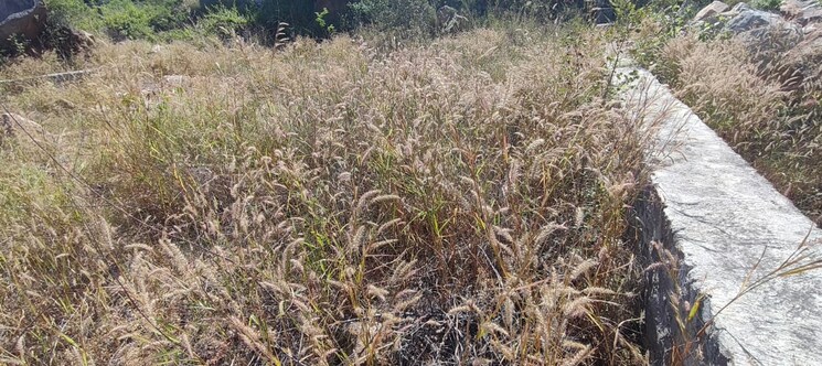 undefined, rajendra nagar  600 Sq.Yd. Plot In Rajendra Nagar Hyderabad 9421319