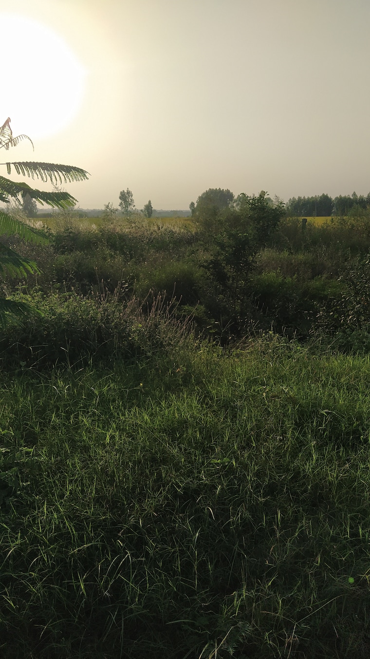 Garden, altus-prime  100 Sq.Yd. Plot In North Mullanpur Chandigarh 9425249