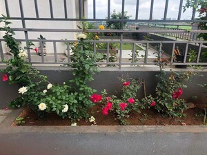 2 BHK Apartment – Exterior View View at Godrej Infinity, Keshav Nagar - for Rent