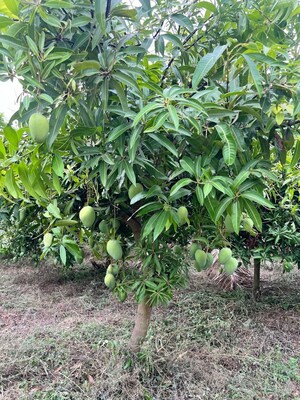  Plot – Garden View at Shadnagar - for Sale