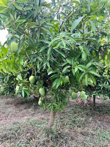  Plot – Garden View at Shadnagar - for Sale