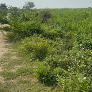  Land – Garden View at Durgapuram - for Sale