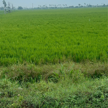 Plot Area in  Land at Vinchipeta – for Sale