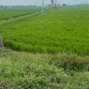 Plot Area in  Land at Vinchipeta – for Sale