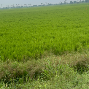 Plot Area in  Land at Vinchipeta – for Sale