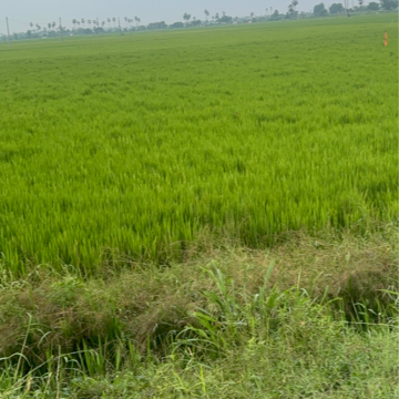 Plot Area in  Land at Vinchipeta – for Sale