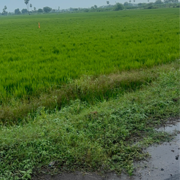 Plot Area in  Land at Vinchipeta – for Sale