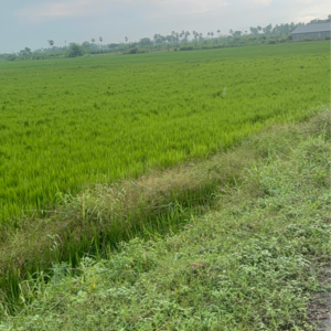  Land For Sale in Vinchipeta