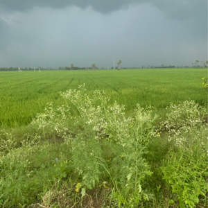 Plot Area in  Land at Vinchipeta – for Sale