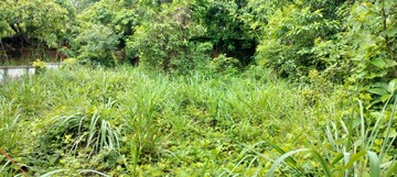  Plot – Garden View at Velappaya - for Sale