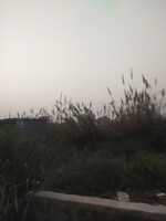 100 Sq.Yd. Plot in Stellar Gymkhana