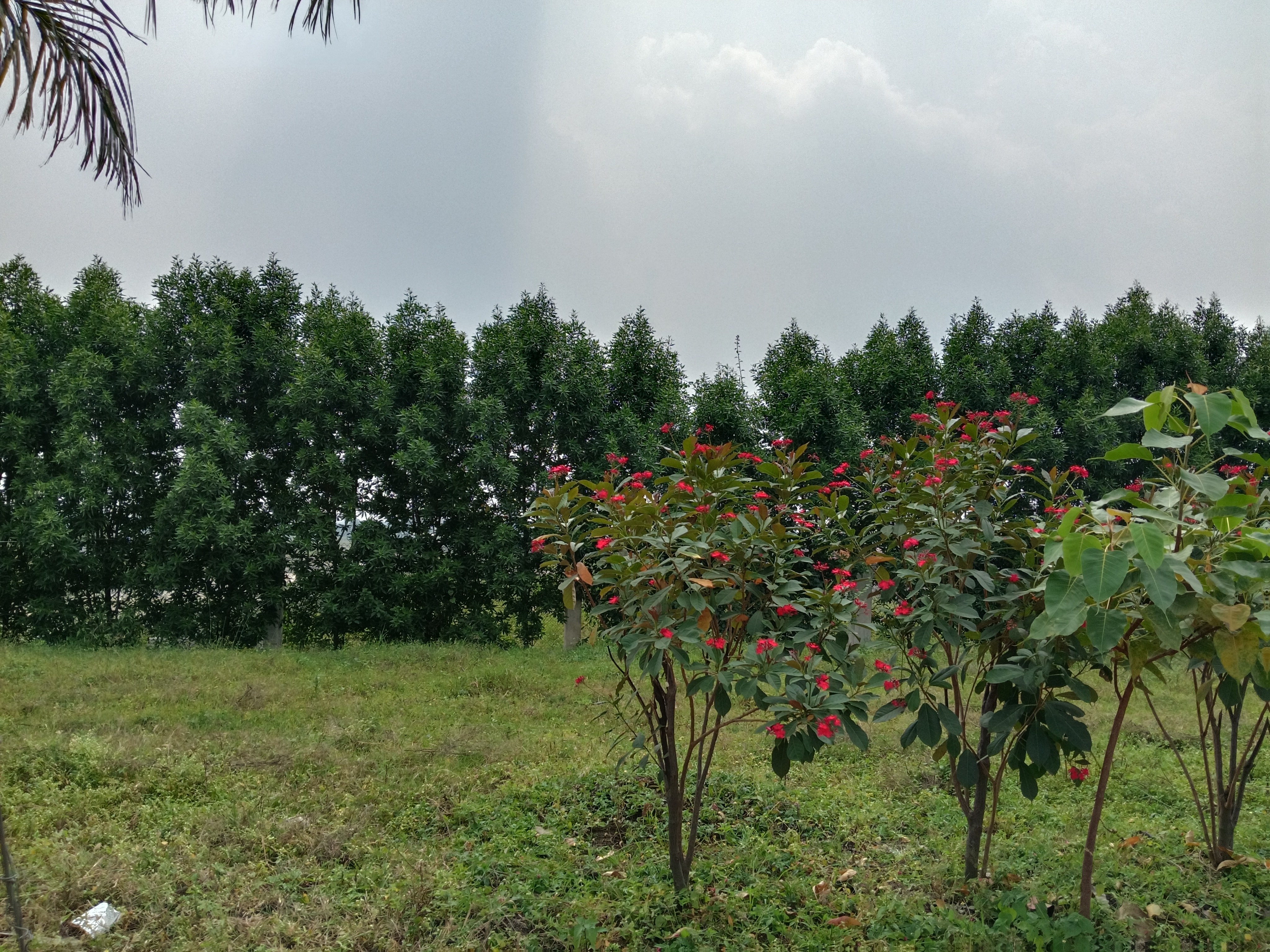 Plot For Sale in Ras Enclave 