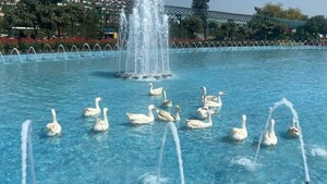 Swimming Pool in 3 BHK Apartment at Central Park Flower Valley, Sohna Sector 33 – for Rent