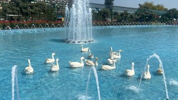 Swimming Pool in 3 BHK Apartment at Central Park 3 Flower Valley, Sohna Sector 33 – for Rent