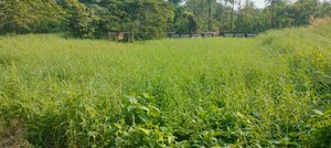 Plot Area in  Plot at Chembukkavu – for Sale