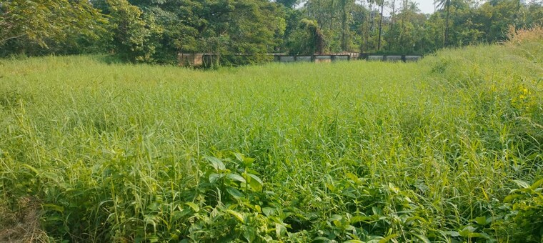 undefined, chembukkavu  8712 Sq.Ft. Plot In Chembukkavu Thrissur 9452487