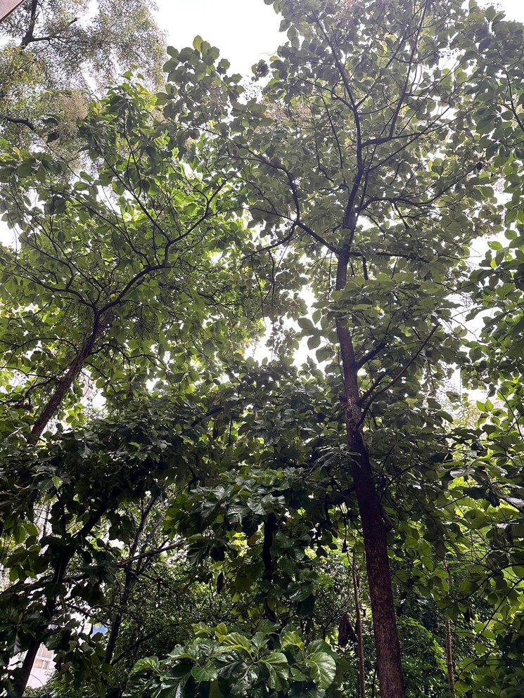 Garden, west-view-society 2 Bedroom 867 Sq.Ft. Apartment In Salisbury Park Pune 9458517