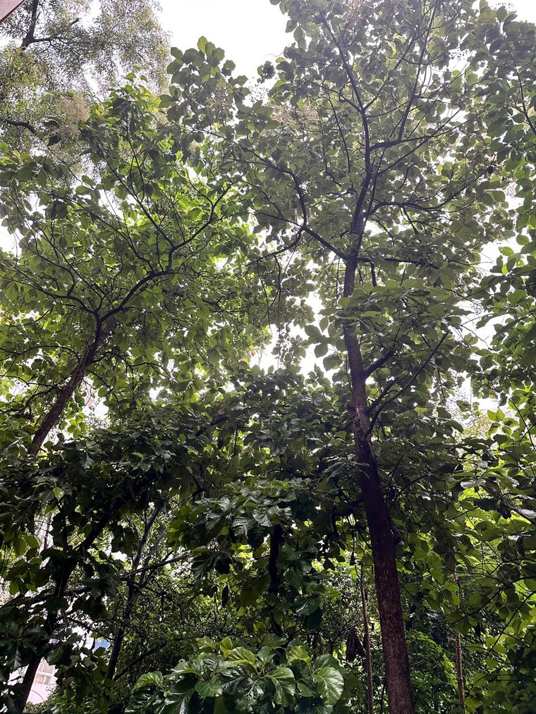 Garden, west-view-society 2 Bedroom 867 Sq.Ft. Apartment In Salisbury Park Pune 9458517