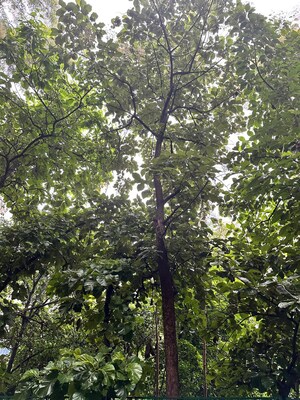 2 BHK Apartment – Garden View at West View Society, Salisbury Park - for Rent