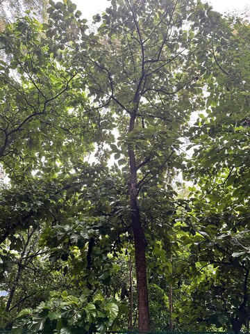 2 BHK Apartment – Garden View at West View Society, Salisbury Park - for Rent