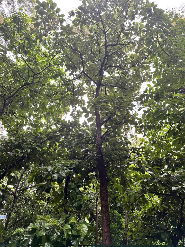 Garden, west-view-society 2 Bedroom 867 Sq.Ft. Apartment In Salisbury Park Pune 9458517