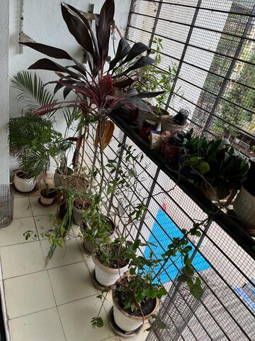 Balcony in 2 BHK Apartment at Blueberry Apartment, Nalasopara West – for Rent