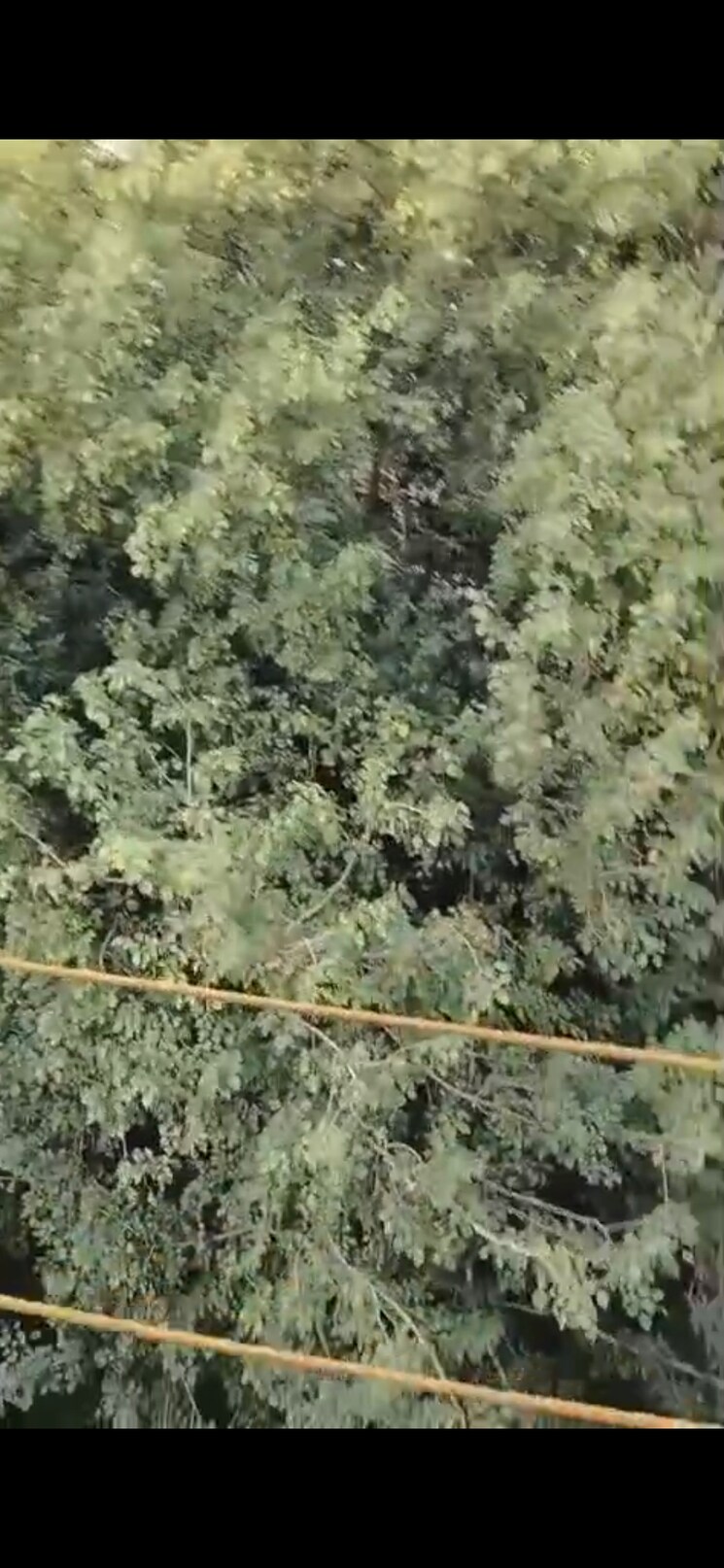 undefined, puri-pp-city-centre 2 Bedroom 650 Sq.Yd. Builder Floor In Pitampura Delhi 9463661