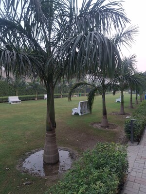 3.5 BHK Builder Floor For Sale in BPTP Green Oaks, Sector 70a