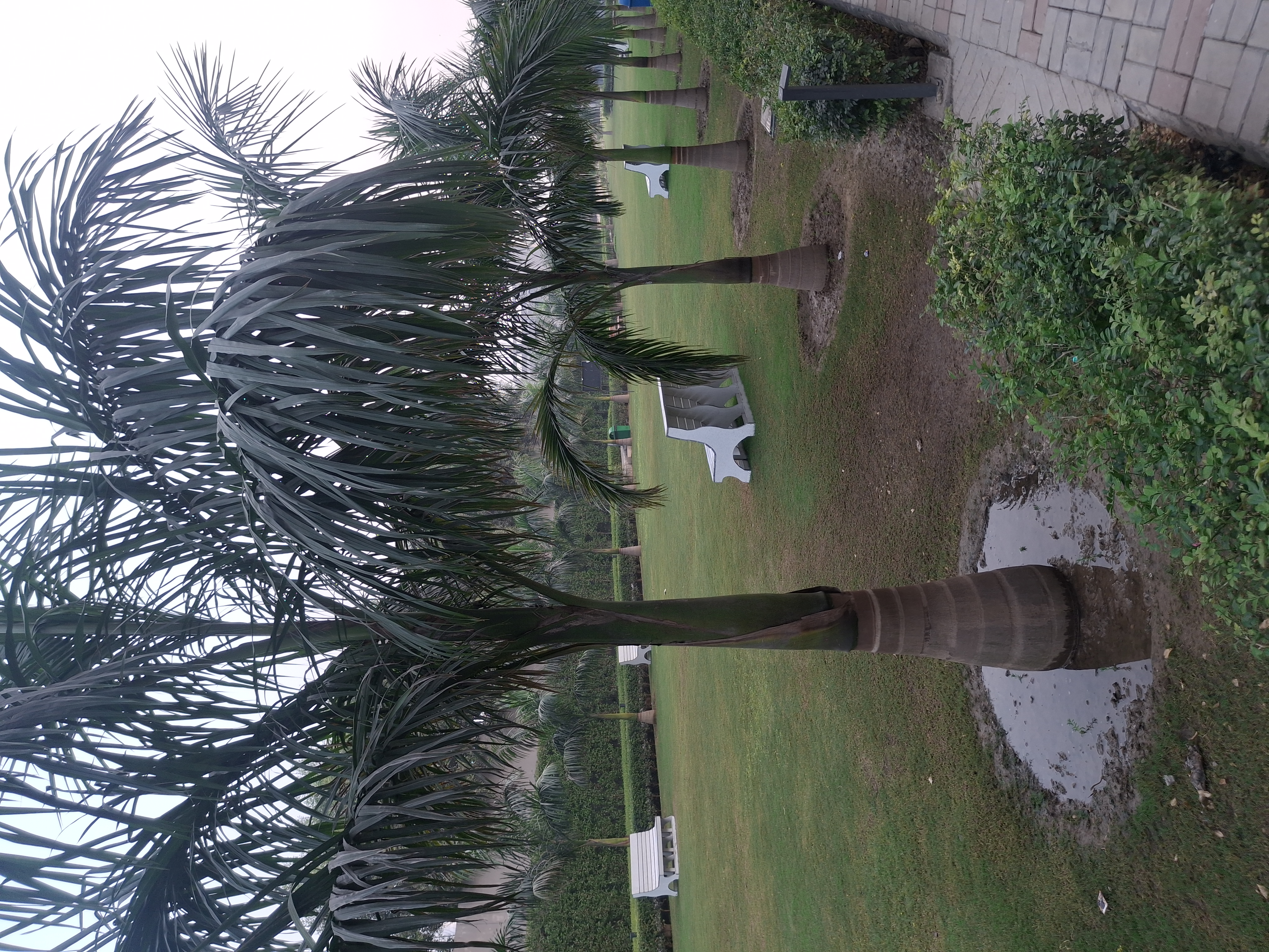 3.5 BHK Builder Floor For Sale in BPTP Green Oaks