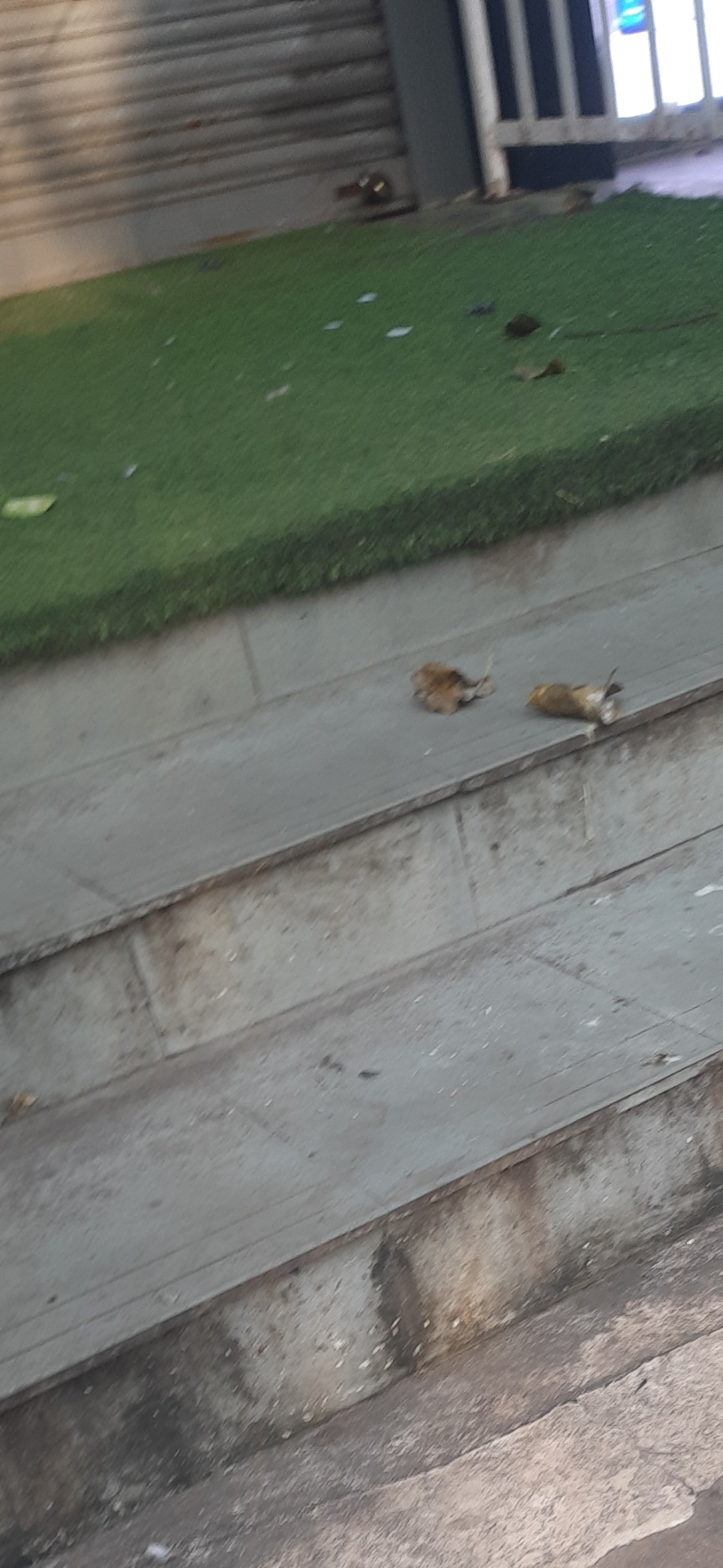 Retail Shop For Rent in Off Hill Road