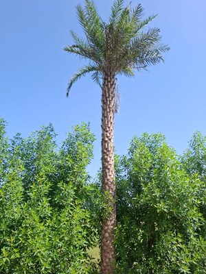  Land – Garden View at Neha Florence, Ballabhgarh - for Sale