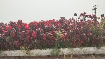  Plot For Sale in Rampally